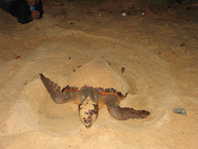 Una tortuga boba camufla con arena su nido para reducir el riesgo de depredación de los huevos. Las playas de Florida (Estados Unidos) albergan la mayor población reproductora de la especie.